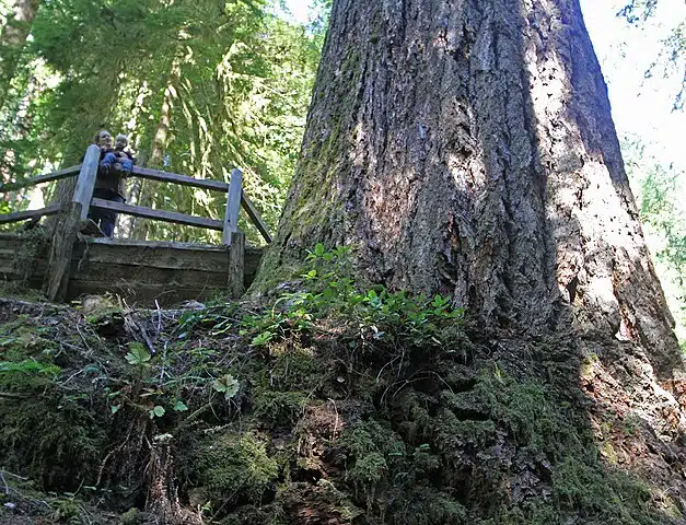 The Doerner Fir Tree. Credits: Wikimedia/Doerner Fir