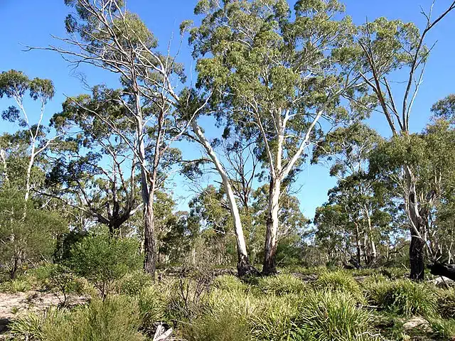 A Manna White Gum Tree. Credits: Wikimedia/ Murray Fagg