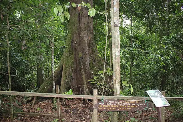 A Menara Tree. Credits: Wikimedia/Annette Teng