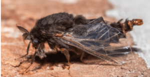 Life Cycle of the Evergreen White Bug