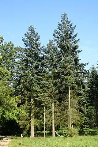 A Noble Fir Tree. Credits: Wikimedia/Crusier