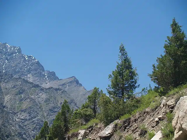 A Himalayan Cypress Tree from India. Credits: Wikimedia/Steve Hicks