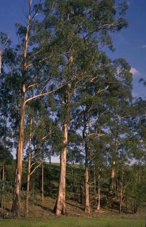 A Southern Blue Gum Tree. Credits: Wikimedia/Ian Brooker and David Kleinig