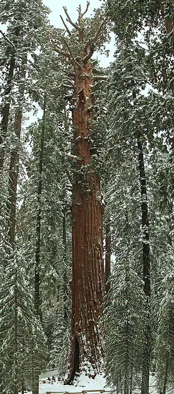 A Giant Sequoia Tree from Sequoia National Forest. Credits: Wikimedia/Bradluke22