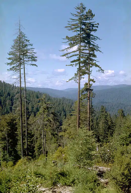 The Hyperion Tree. Credits: Wikimedia/National Park Service Digital Image Archives