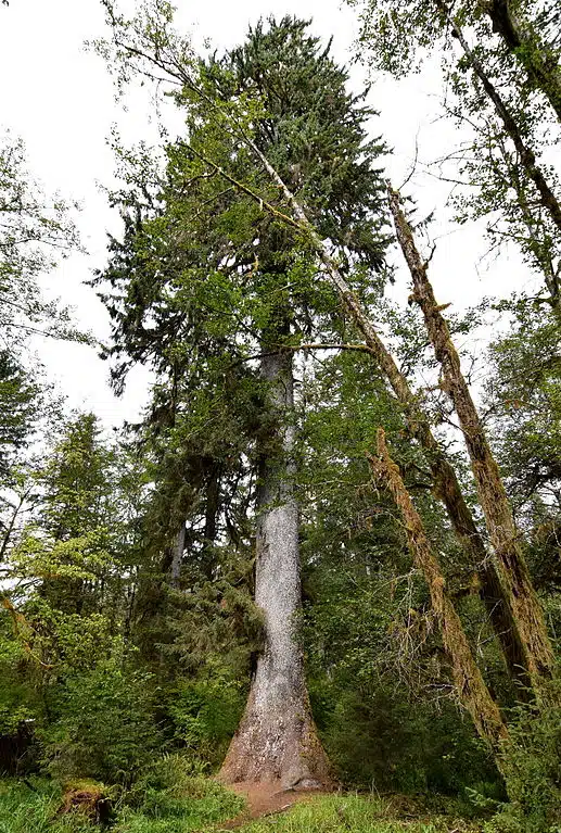 The Sitka Spruce Tree. Credits: Wikimedia/Graaf van Vlaanderen