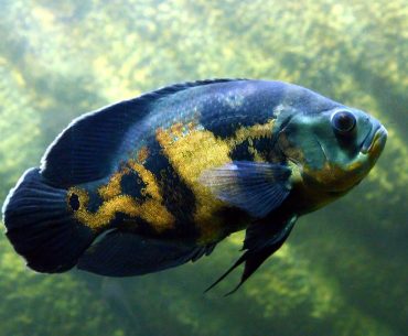 Oscar fish breeding