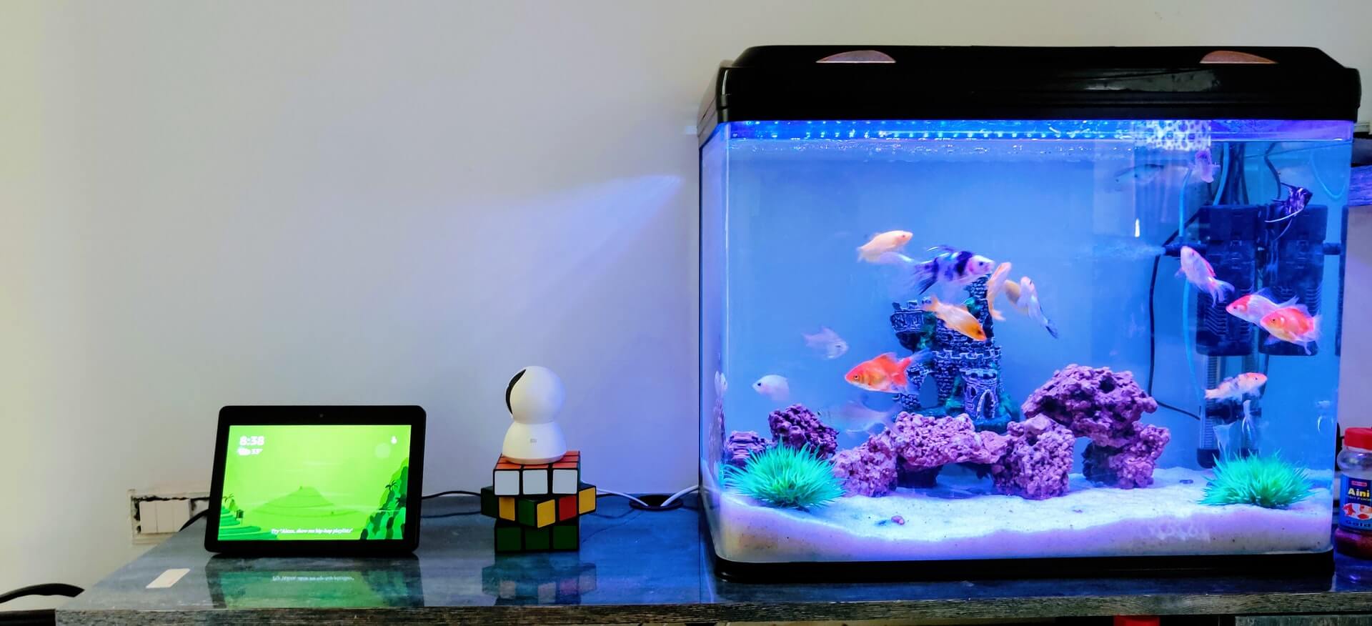 Best way to clean clearance aquarium decorations