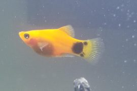 Water Temp for Platys