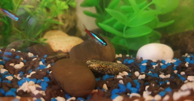 what-do-neon-tetra-eggs-look-like-a-complete-guide