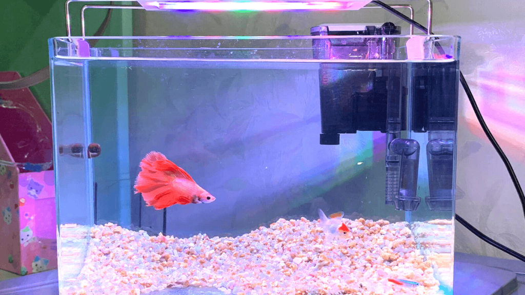 best-5-gallon-fish-tanks-setup-ideas-review-youtube