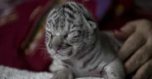 Read more about the article What happened to the Rare white tiger cub whose mother didn’t want him?