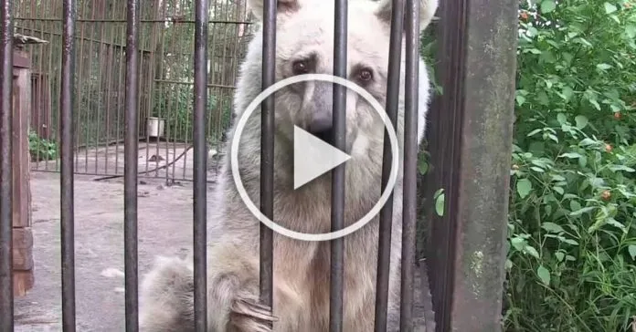 Read more about the article For 20 years, these sad bears were locked up. What then took place?