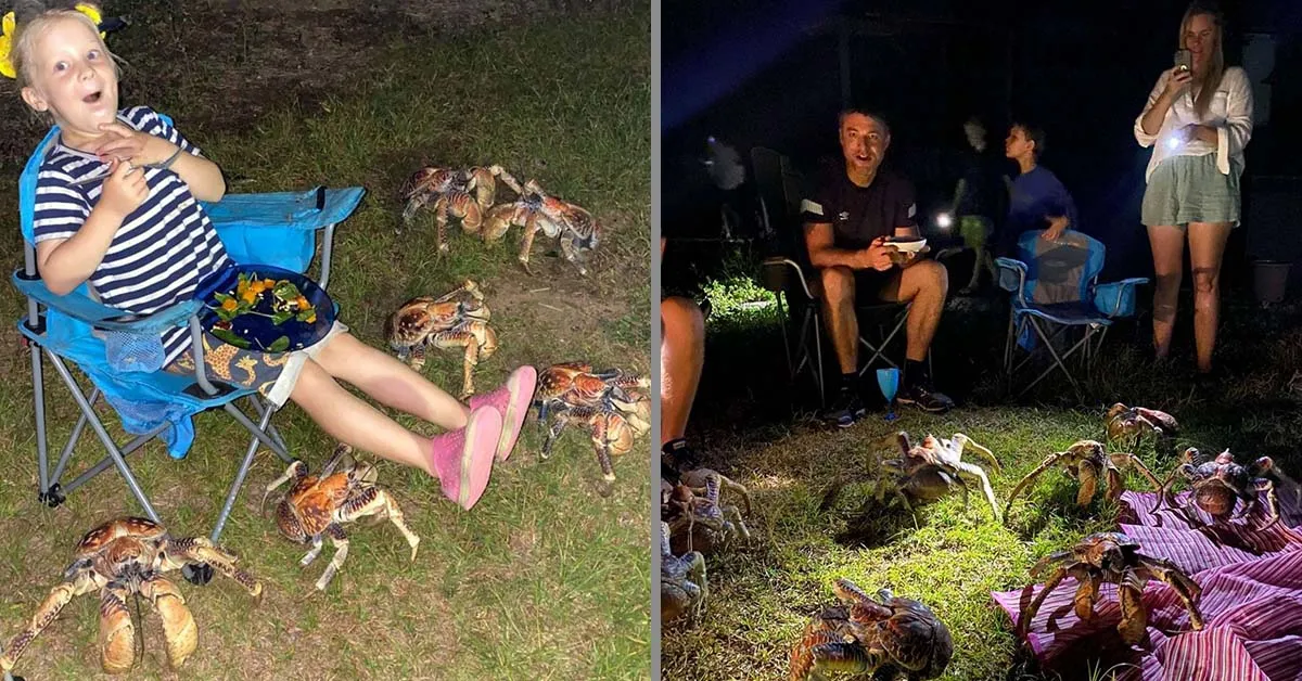 Read more about the article Dozens of huge coconut crabs show up at a family picnic to steal their food.