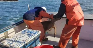 Read more about the article A deer that was stuck in the middle of the ocean was saved by fishermen.