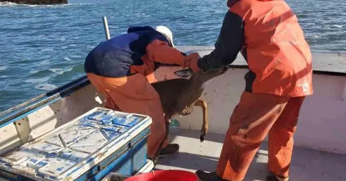 Read more about the article A deer that was stuck in the middle of the ocean was saved by fishermen.