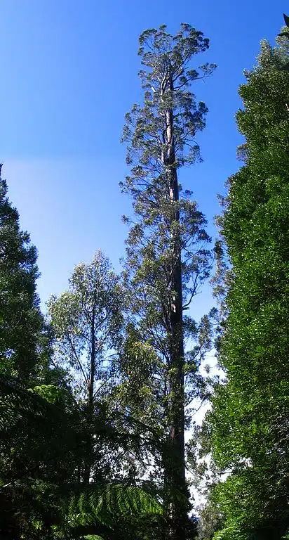 You are currently viewing Top 10 Tallest Trees In The World