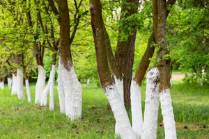 Read more about the article The Surprising Reasons Why People Paint Trees White