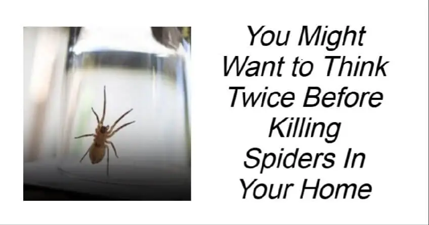 Read more about the article Think Twice Before Killing Spiders In Your Home