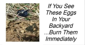 Read more about the article Becareful If You See These Eggs In Your Backyard