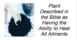 Read more about the article Plant in the Bible Said to Heal All Ailments