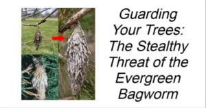 Read more about the article The Stealthy Threat of the Evergreen Bagworm