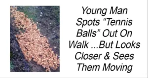 Read more about the article Young Man Spots “Tennis Balls” Out On Walk