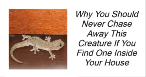 Read more about the article Why You Should Never Chase Away This Creature If You Find One Inside Your House