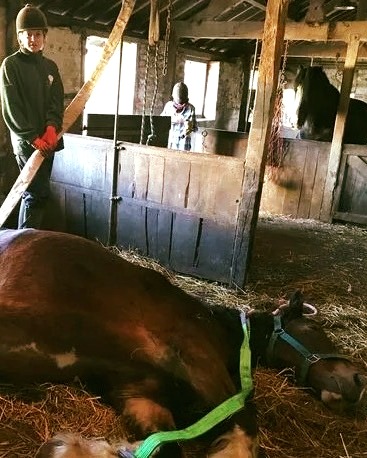 Read more about the article Horse’s Incredible Rescue of Stablemate: A Heartwarming Tale of Friendship