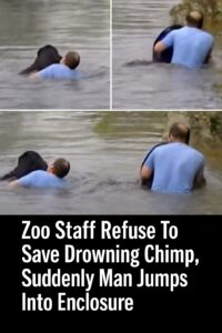 Read more about the article Heroic Rescue of Drowning Chimpanzee: How One Man Defied the Odds to Save a Life