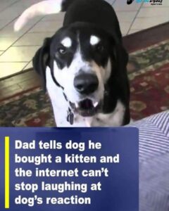 Read more about the article Dog’s Hilarious Reaction to Hearing About a Kitten Has the Internet in Stitches