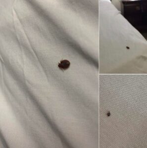 Read more about the article How to Handle Ticks in Your Home: A Comprehensive Guide