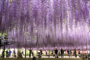 Read more about the article 8 of the World’s Most Amazing Trees: Nature’s Wonders With a Rich History