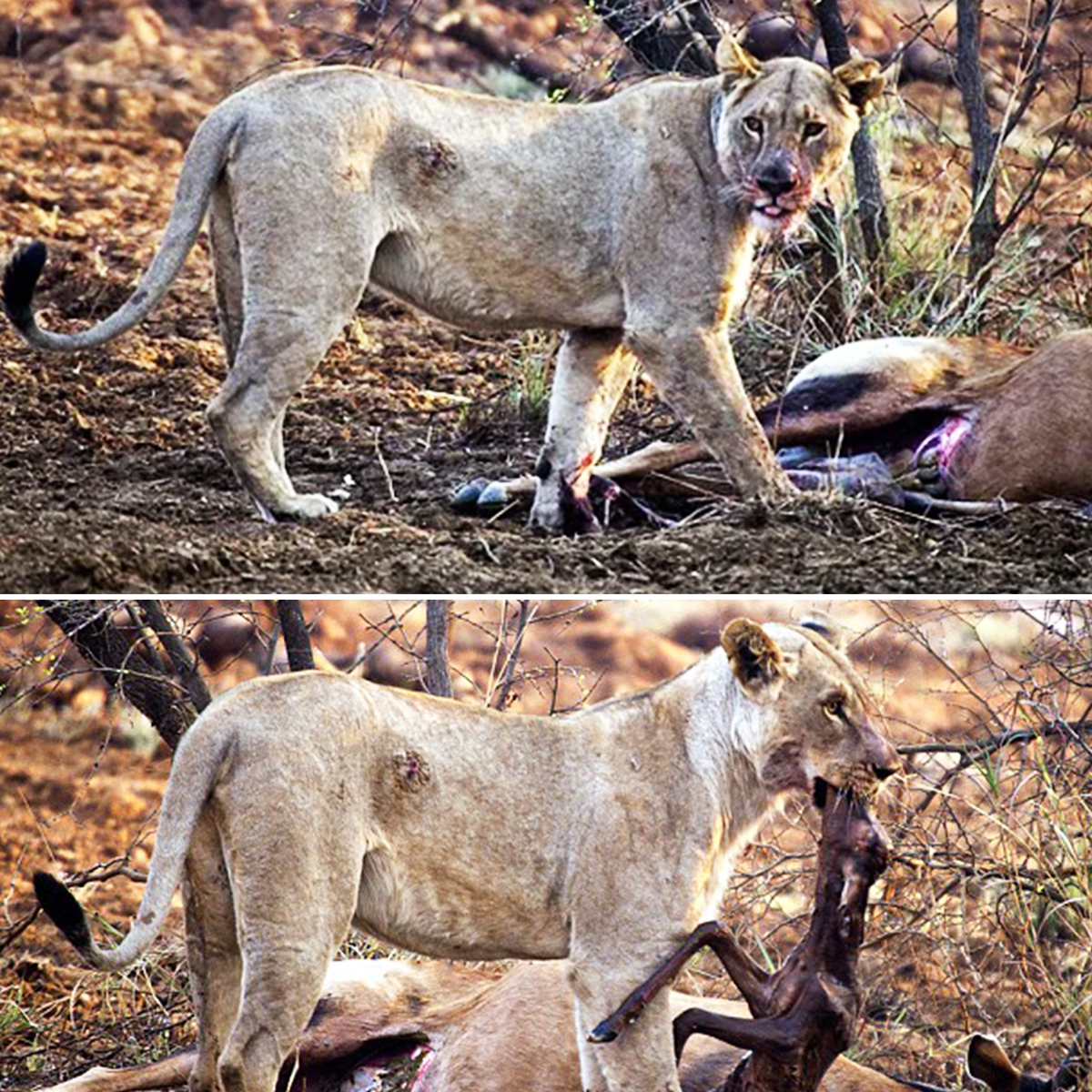 Read more about the article Lioness Shows Compassion After Realizing Her Prey Was Pregnant