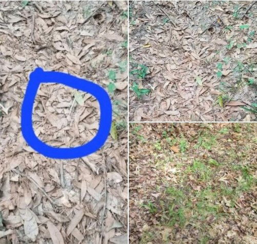 Read more about the article Can You Spot the Snake Hiding in the Leaves?