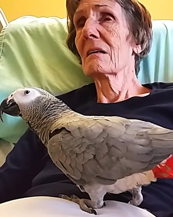 Read more about the article Parrot’s Heartbreaking Farewell to His Dying Owner Leaves Everyone in Tears