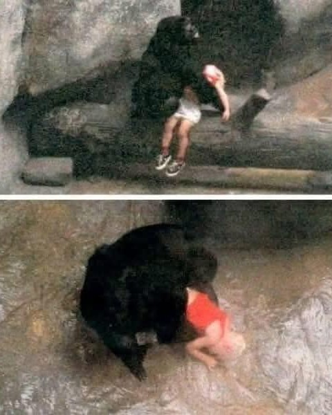 Read more about the article Insurance of Compassion: How a Gorilla’s Heroic Act Changed the Way We See Animals
