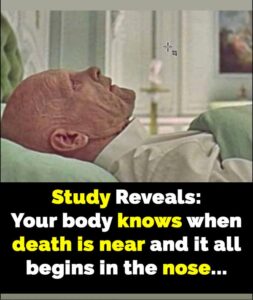 Read more about the article How the Nose Detects Death: A Scientific Insight into the Body’s Subconscious Treatment Response