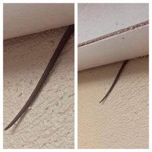 Read more about the article Creepy Object Hanging from Ceiling Sends Reddit into a Frenzy – What Was It?