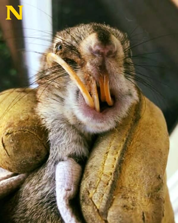 You are currently viewing Animal Lover Saves Squirrel with Giant Tooth, Giving Him a Second Chance