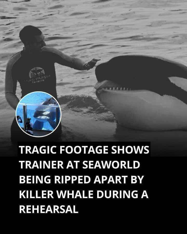 Read more about the article Tragic Death of SeaWorld Trainer Alexis Martinez Following Orca Attack