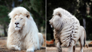Read more about the article Moya, the Majestic White Lion: A Symbol of Conservation and Beauty