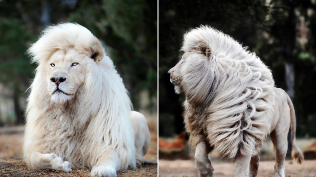 Read more about the article Moya, the Majestic White Lion: A Symbol of Conservation and Beauty