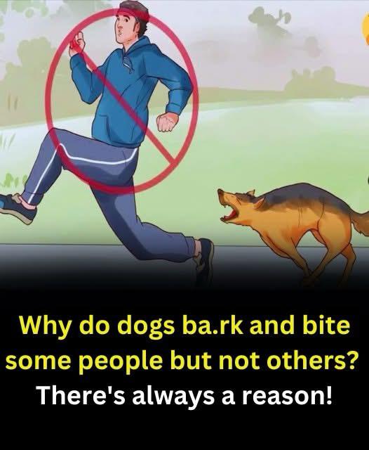 Read more about the article The Reason Dogs Often Chase People