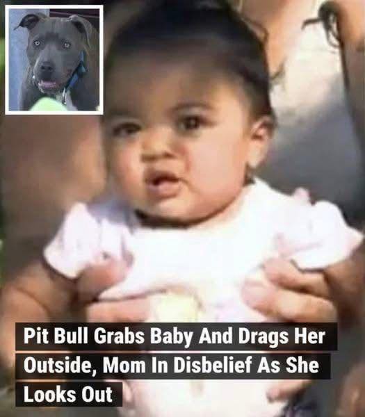 Read more about the article Family House Burns to the Ground with Baby Inside – Pit Bull Saves Baby by Dragging Her Out
