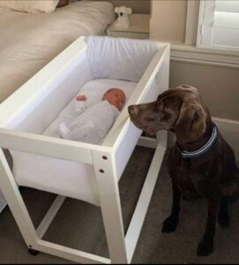 Read more about the article A Newly Adopted Stray Dog Saved the Life of a Newborn Baby in the Middle of the Night