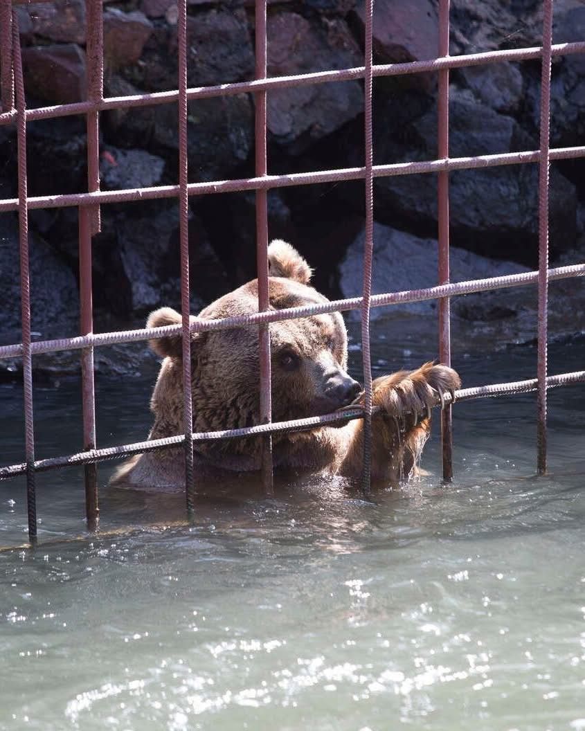 Read more about the article After 10 Years in a Tiny Cage, Bears Take Their First Steps Toward Freedom