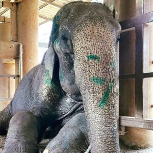 Read more about the article Elephant Rescued After Over 80 Years in Shackles