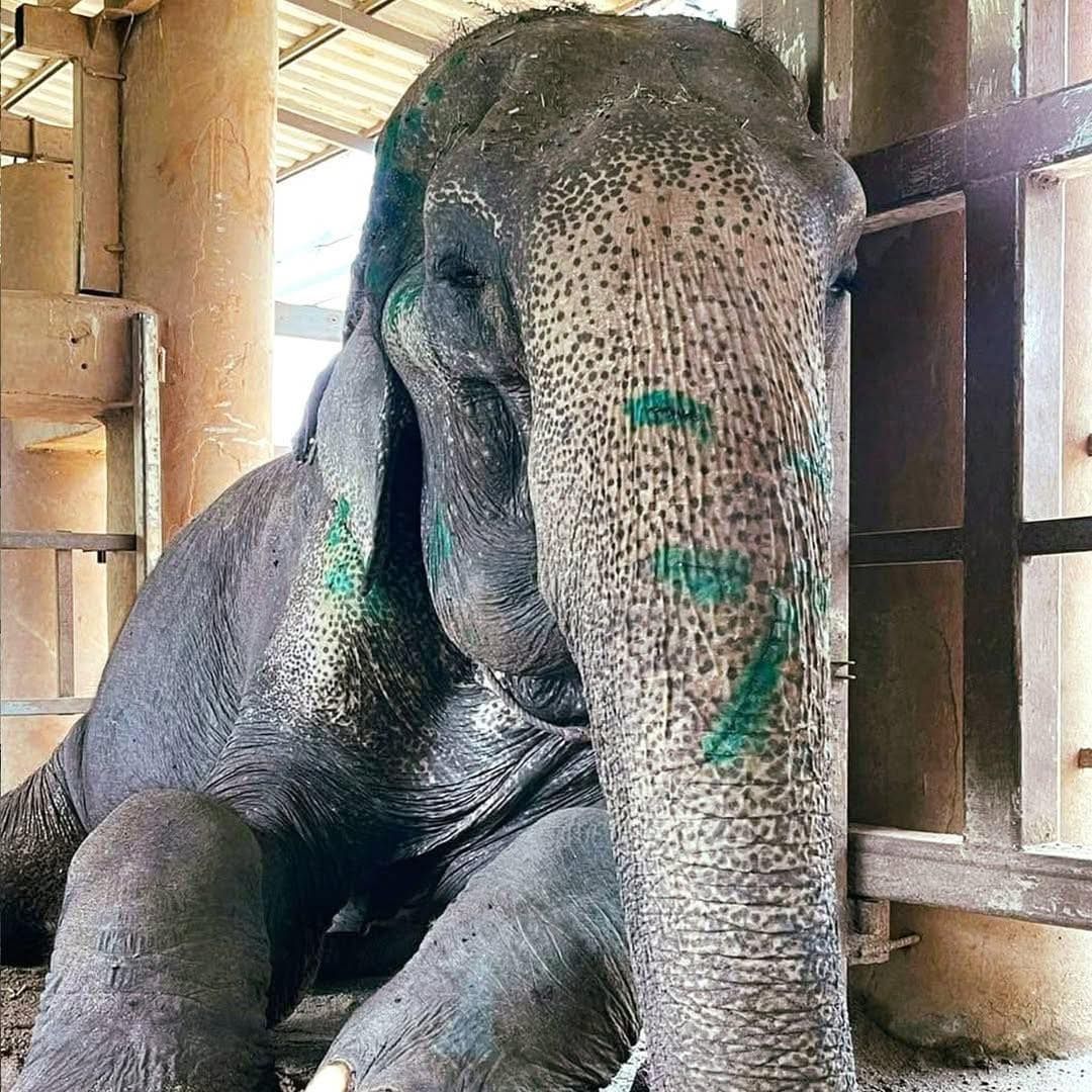 Read more about the article Elephant Rescued After Over 80 Years in Shackles