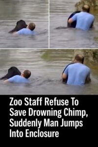 Read more about the article Zookeepers Refuse to Save Drowning Chimpanzee—Then a Truck Driver Jumps in and Becomes a Hero